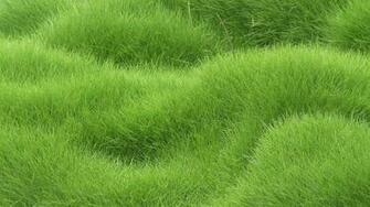 Wallpaper Texture Grass Field 4k Ultra HD