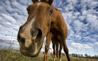 HD Horse Background Desktop Wallpaper
