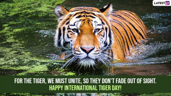 International Tiger Day Quotes Wallpaper Messages