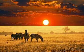 Widescreen Wallpaper Of A Zebra Herd In The Savannah