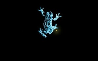 Fringe Animals Frogs Wallpaper