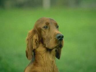 Ourgreatdog Kateandeileen