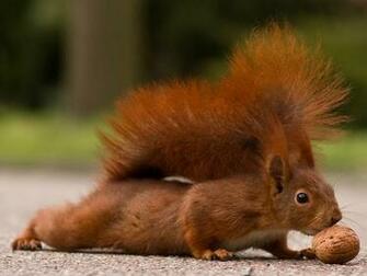 Squirrel Computer Wallpaper Desktop Background Id