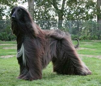 Afghan Hound Wallpaper Image Group