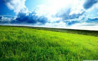 Summer Field Wallpaper HD