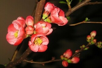 Ikebana Wallpaper