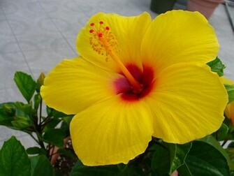Hibiscus Wallpaper Full Desktop Background
