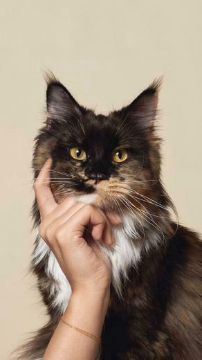 Funny Thinking Cat Wallpaper Photos Of iPhone Background Here
