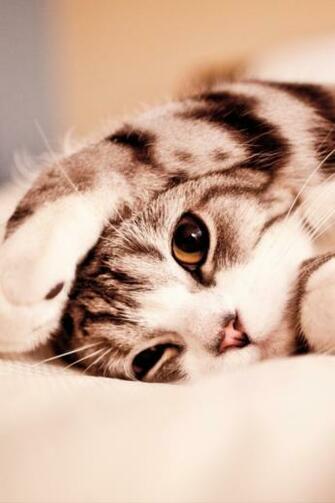 Funny Lazy Cat Simply Beautiful iPhone Wallpaper
