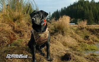 Waterfowl Hunting Dog Desktop Wallpaper