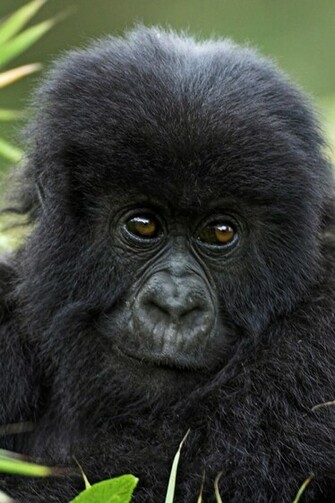 Chimpanzee iPhone Wallpaper Background