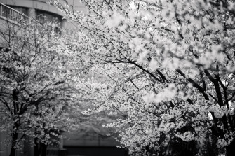 Black And White Picture Of Cherry Blossom Tree In Bloom Spring Wallpaper