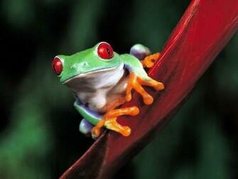Frog Screensaver Screensavers