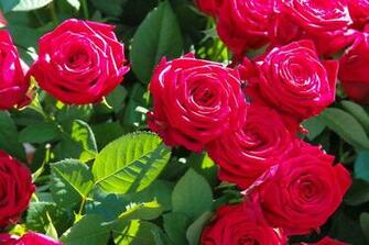 Roses Garden Rosebush Photo On