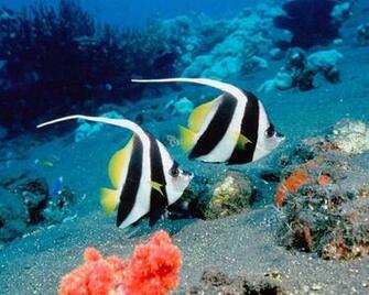 Life Under The Sea Wallpaper HD