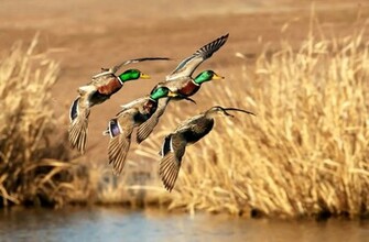 Back Imgs For Mallard Ducks Flying Wallpaper