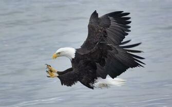 Bald Eagle Computer Wallpaper Desktop Background