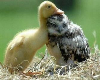 Real Baby Farm Animals Amazing Wallpaper