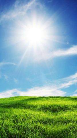 Sunshine And Grass iPhone Wallpaper Plus