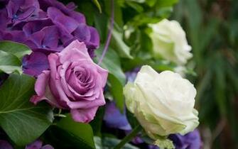 Lilac Rose Bush White Leaves Mystery Wallpaper