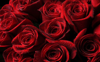 Red Flower Aesthetic Wallpaper On