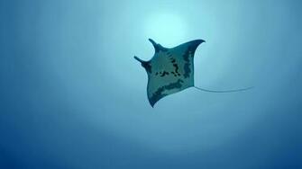 Stingray Face Smile Wallpaper