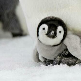 Baby Penguin iPad Wallpaper And GoiPadwallpaper