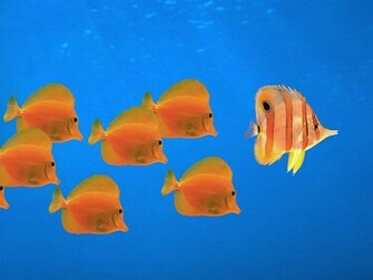 Peer Art Windows Fish Wallpaper
