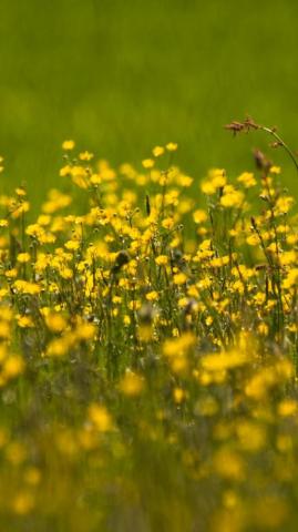 Buttercup Flowers Field Yellow Meadow Plants