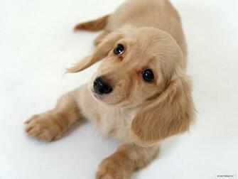 Wallpaper Animal Miniature Dachshund