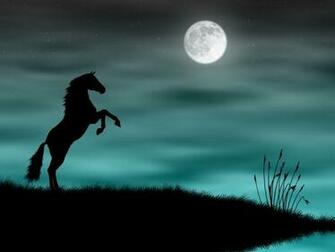 Zoo Park Black Horse Wallpaper Horses Beautiful