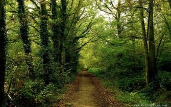 Woods Trail Landscape Wallpaper