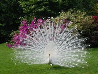 White Peacock Wallpaper Zoom