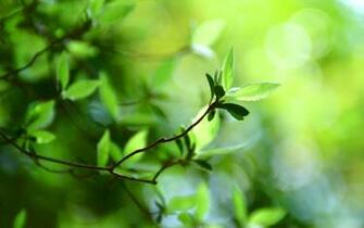 Wallpaper Plant Windows