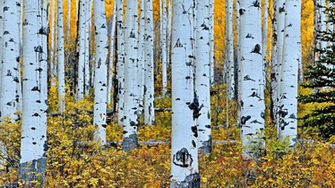 Aspen Trees Wallpaper