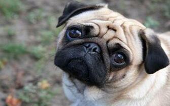 Cute Pug Photos