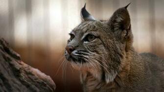 Stunning HD Lynx Wallpaper HDwallsource