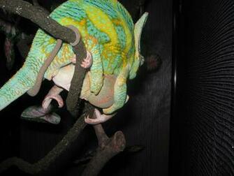 Veiled Chameleon Wallpaper Breeding