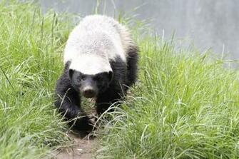 Another Honey Badger Shot Last Ratel I Like Badgers