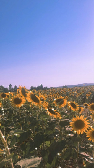 Sunflower Field Wallpaper Cute
