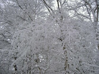 Related Pictures Winter Scene Desktop Wallpaper Background