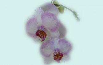 Beautiful Orchids Widescreen Wallpaper