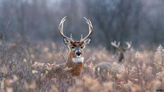 Deer Photo