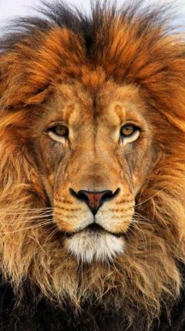 Wallpaper Face Eyes Lion Fur Mane Half A