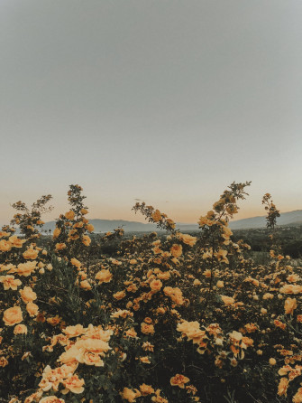 Summer Aesthetic Yellow Flowers Wallpaper