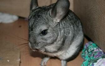 Chinchilla HD Wallpaper