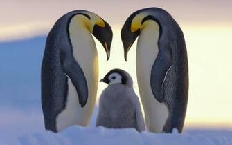 Wallpaper Penguins Family Little Penguin North Ice