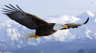 Bald Eagle Wallpaper