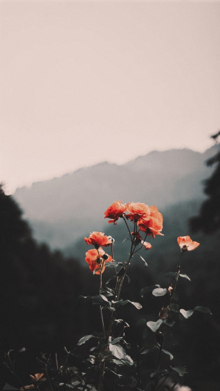 Vintage Nature Wallpaper Mobcup