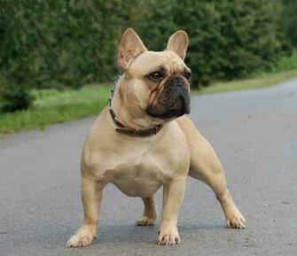 French Bulldog Wallpaper Wallpaper9